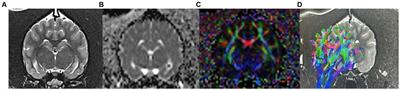 Magnetic resonance imaging in canine idiopathic epilepsy: a mini-review